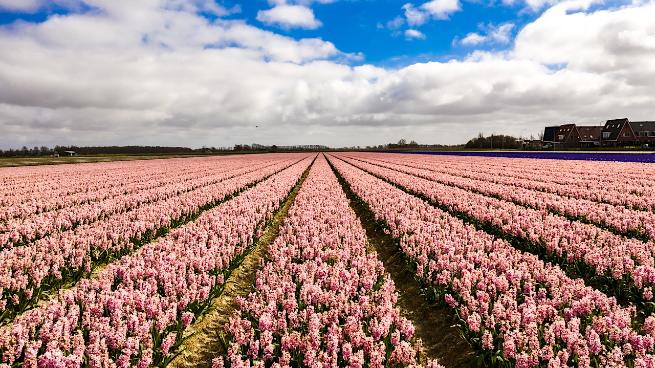 Hyacintenveld 't Zand