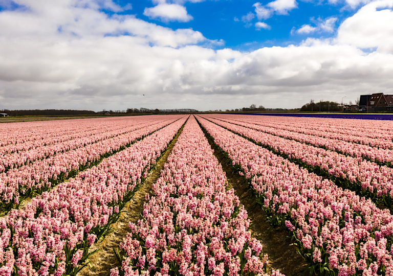 Hyacintenveld 't Zand